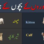 Young animals name in urdu and english