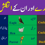 Different Birds and their names in English and Urdu