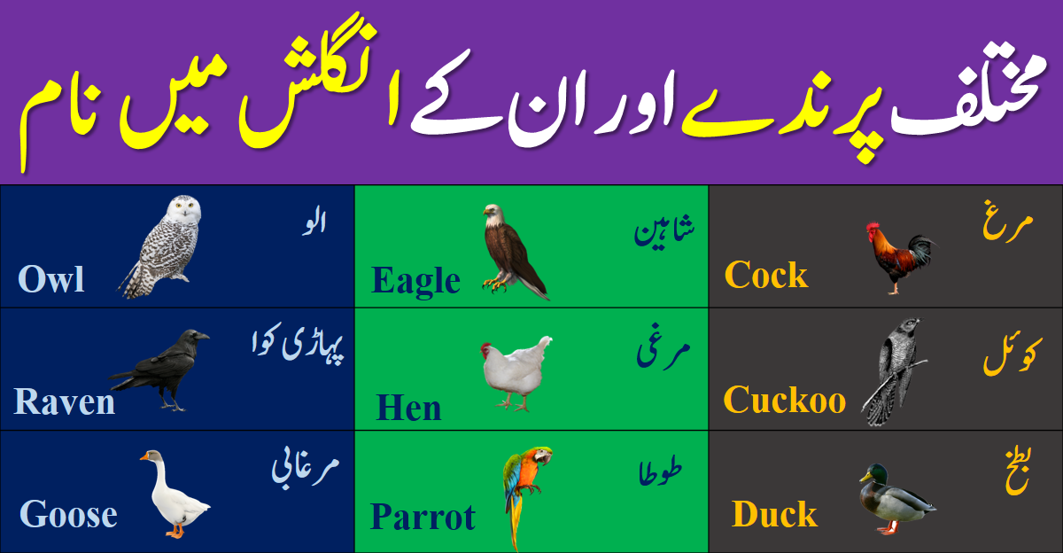 different-birds-and-their-names-in-english-and-urdu