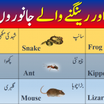 List of Insects and reptiles in urdu and english