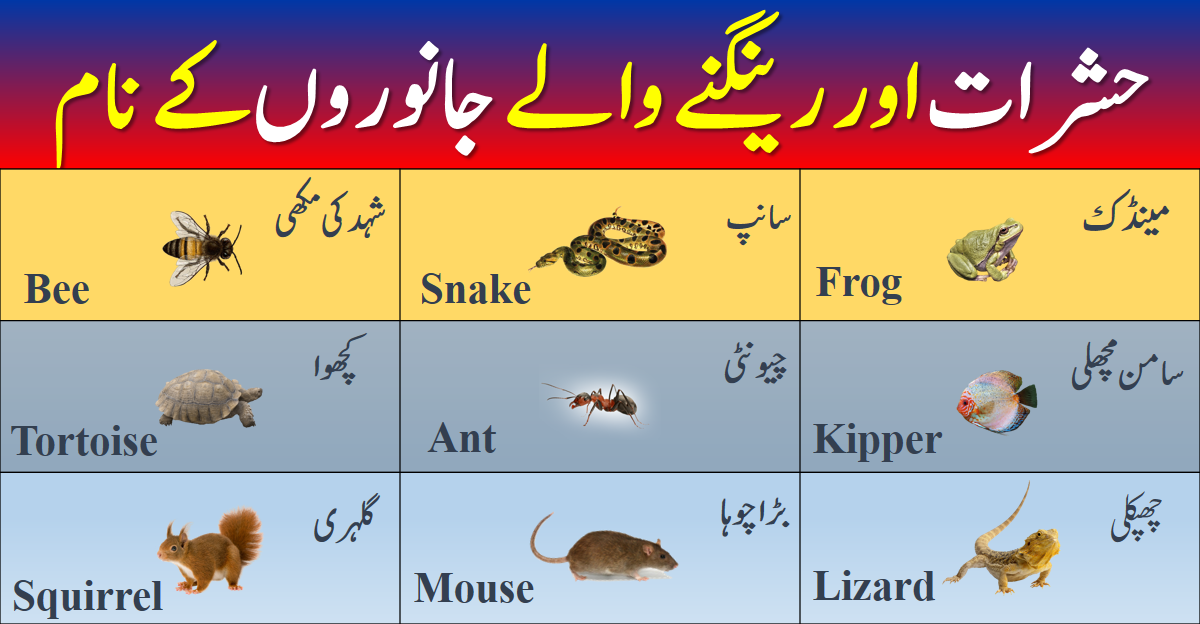 List Of Insects And Reptiles In Urdu And English Welcome To LowPoly Fbx