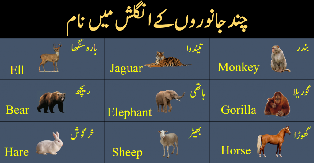 Names of Animals in urdu and English with pictures