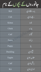 Young animals name in urdu and english - Welcome To LowPoly Fbx