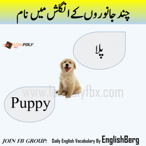 Names of Animals in urdu and English with pictures - Welcome To LowPoly Fbx